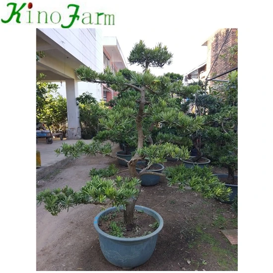 
Landscaping Podocarpus Bonsai Tree 