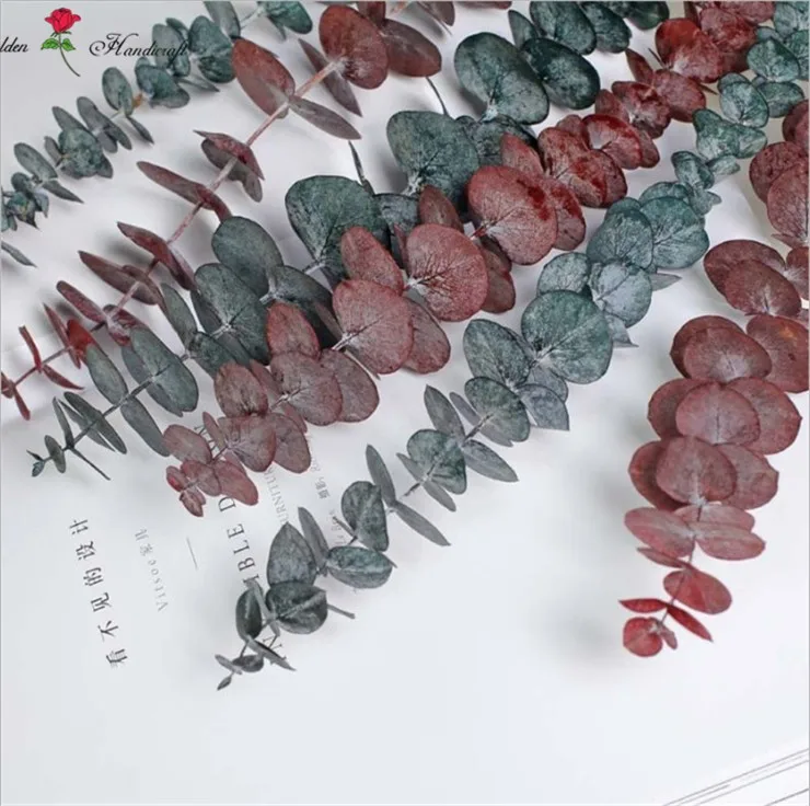 Wholesale Natural Dried Eucalyptus Preserved Eucalyptus Leaves For