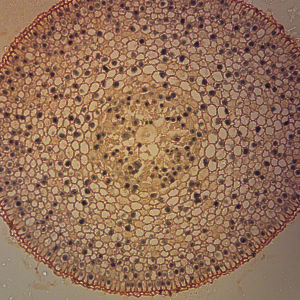 Educational Training For Kit Epidermis Of Onion Tissue Slides Set On