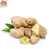 New Chinese Vegetable Fresh And Big Ginger Price