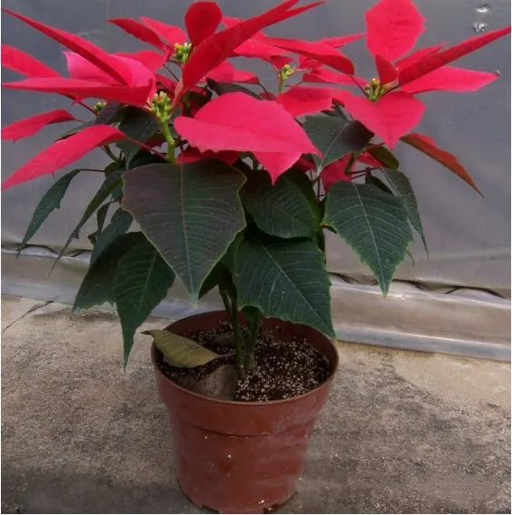 
bulk Ornamental Flower Plant Poinsettia Seeds Nursery Euphorbia pulcherrima Bonsai 