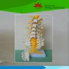 Supply Hot selling Medical educational section five vertebrae and sacral bone model