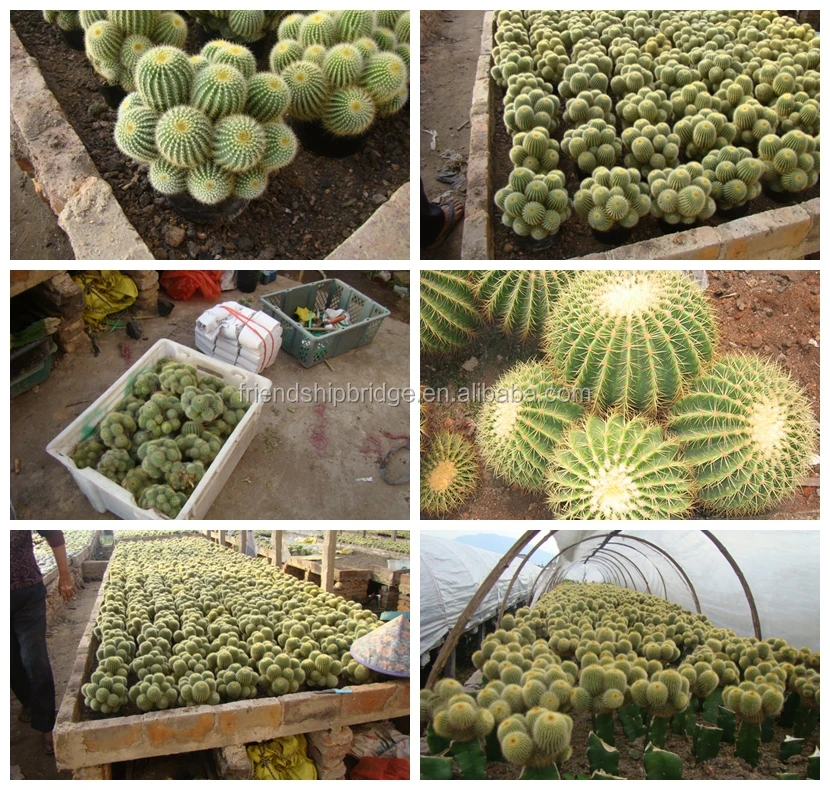 mini small big size multi color outdoor indoor cactus bonsai