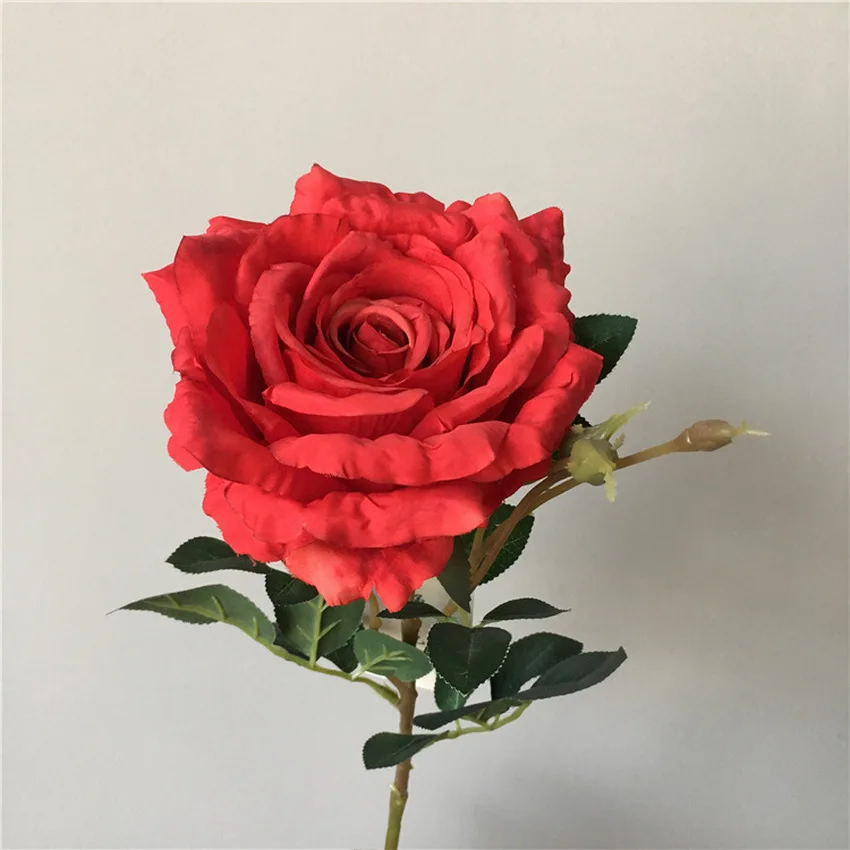 Rosa Fotografias de Banco de Imagens, Imagens Livres de Direitos Autorais  Rosa | Depositphotos®