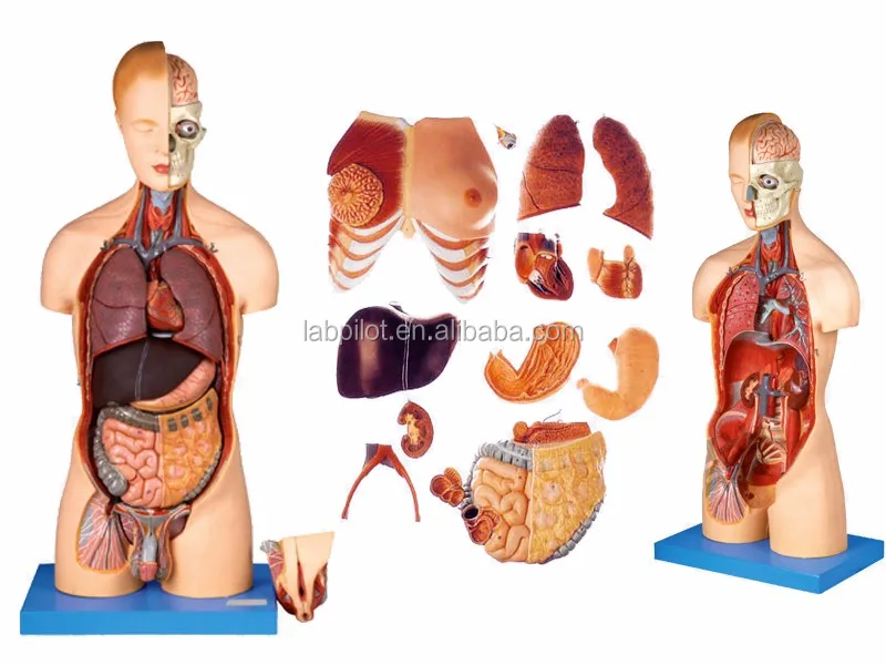 A10002 torso model (4)