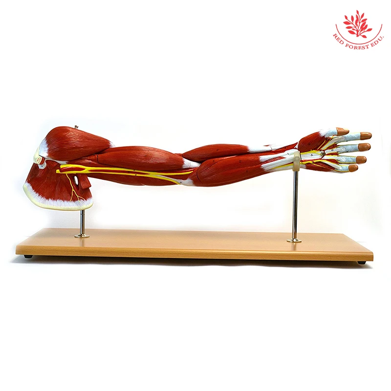 Medical Quality 7 Parts Premium Life Size Muscular Arm Model Hand ...