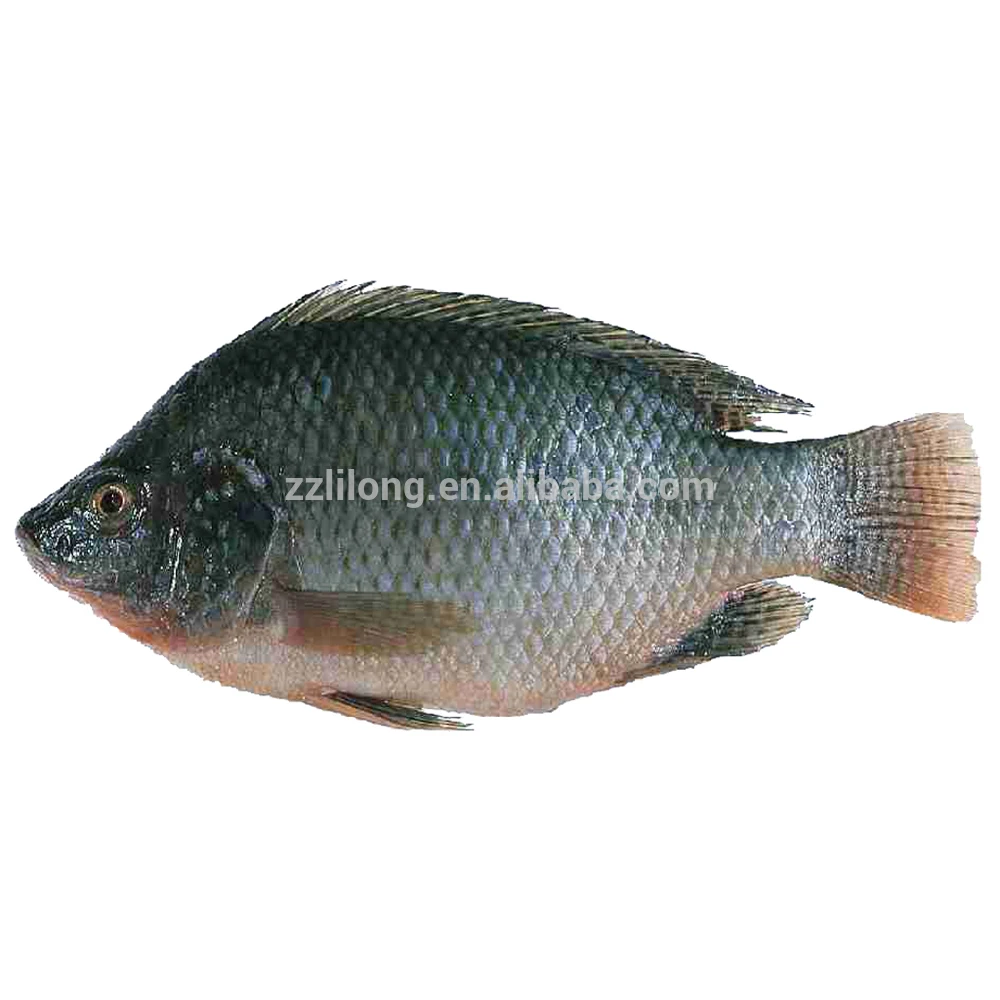 
Frozen Horse Mackerel/Pacific Mackerel/Tuna/Trout/Bonito/Tilapia/Squid/Salmon fish 