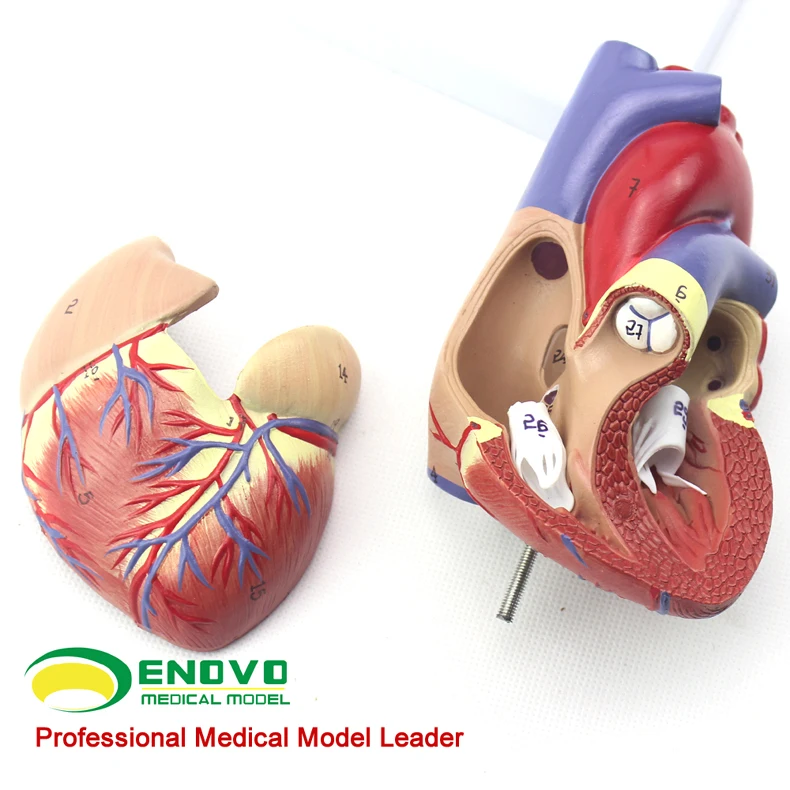 2-parts human heart anatomy model, life size he