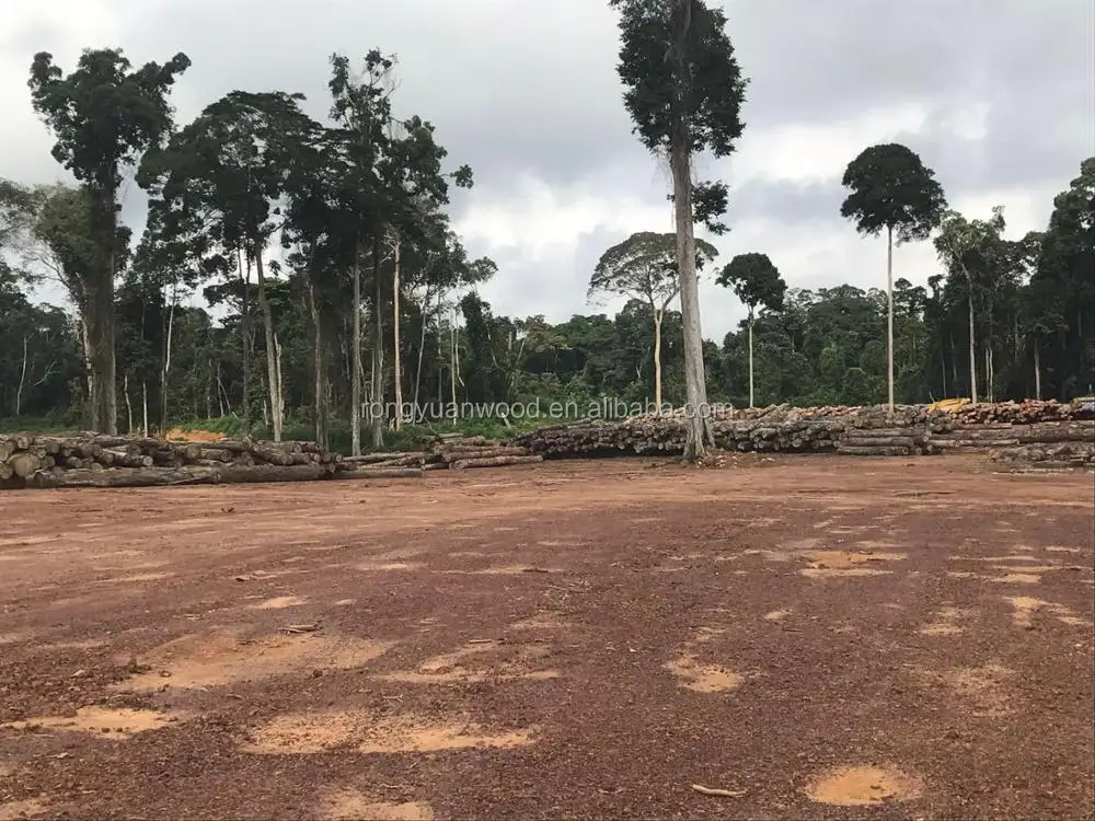 Gabon (10)