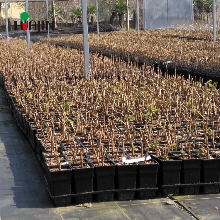 Питомник растений дмитровское шоссе 167. Питомник растений венев. Трава для озеленения. Опт питомник. Голубика садовая крупномеры.