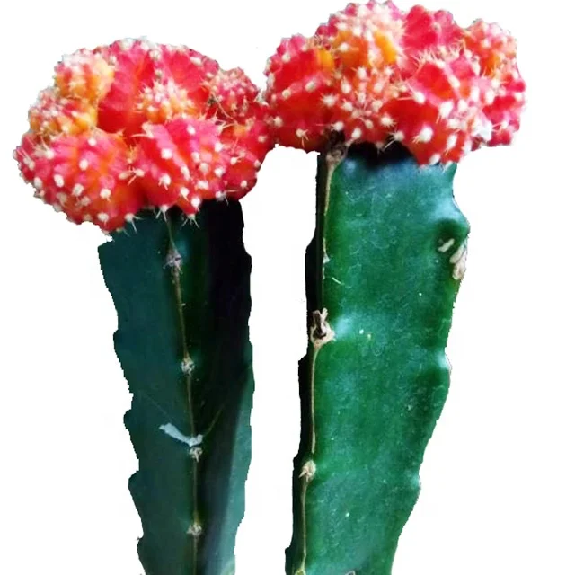 
Gardening flower shape mini succulent plants live succulent plants 