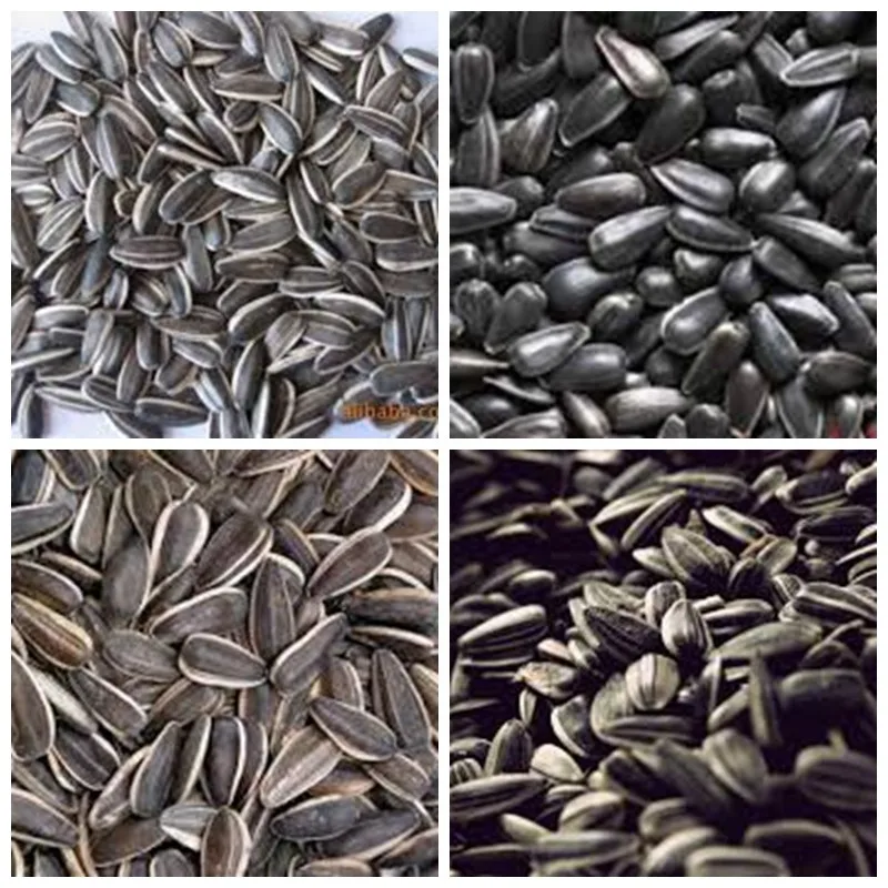 Bulk Bakery Type Different Types Of Sunflower Seeds Chinese Sunflower