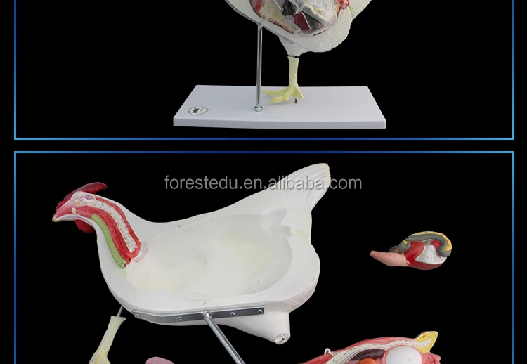 Chicken-Model_10.jpg
