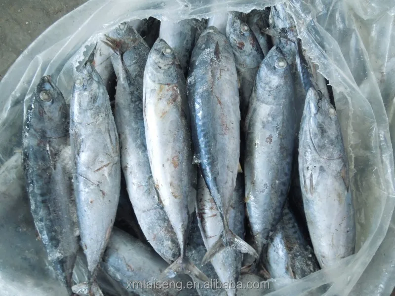 bonito (3).jpg