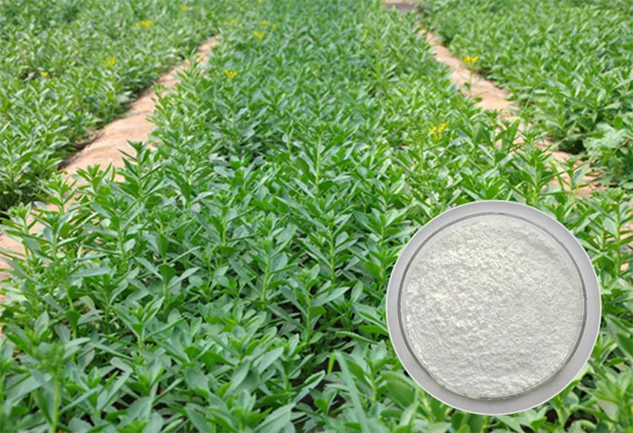 Natural andrographis paniculata extract powder
