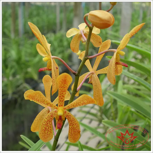 
orange orchids mokara Flowers 