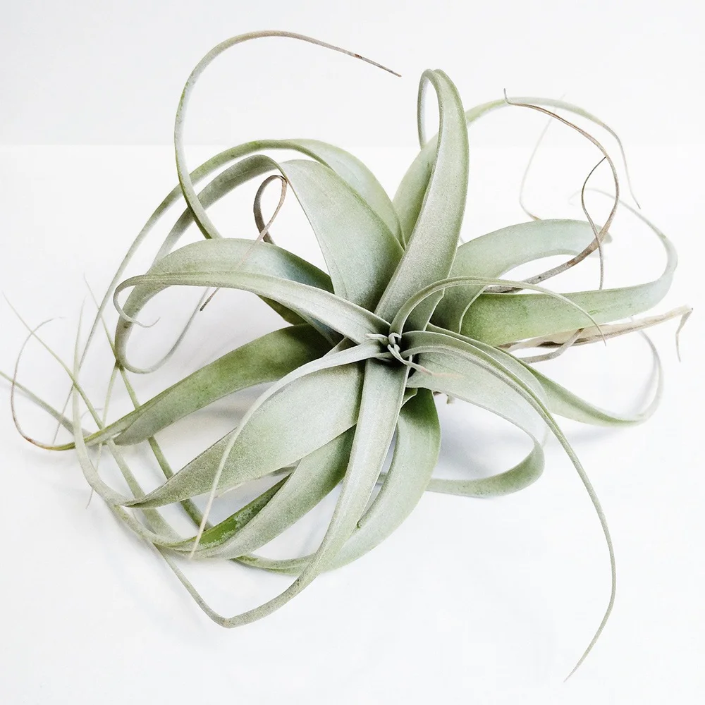 
Low price silvery gray 4-20cm mini air plant Tillandsia Xerographica 
