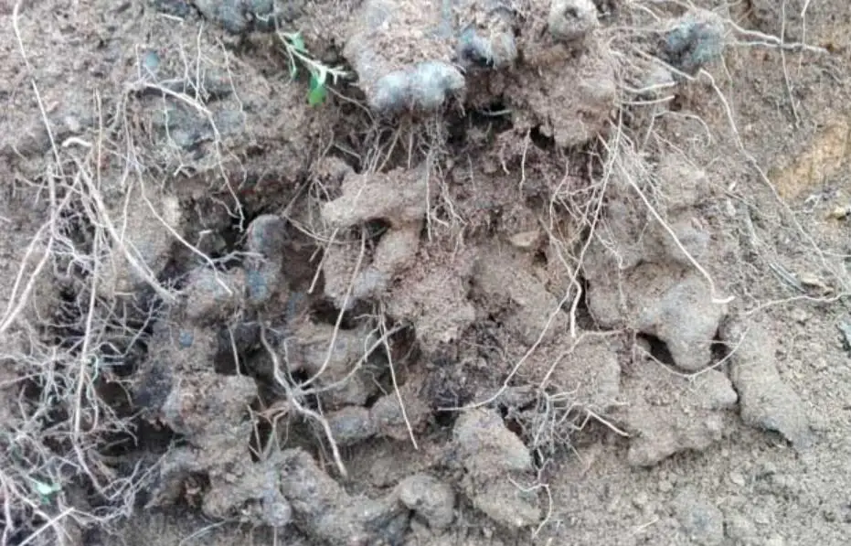 
Dried natural Grifola wild Polyporus umbellatus whole part use as herbal medicine sulphur free 