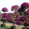 Import ornamental plants Purple bougainvillea bonsai