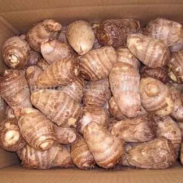 
fresh taro in China 