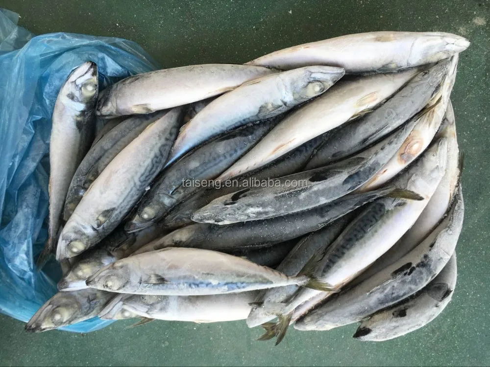 Рыба на гриле электрическом. Рыба саба в тайланде. Рыба саба в тайланде. Рыба саба польза. Силотка.