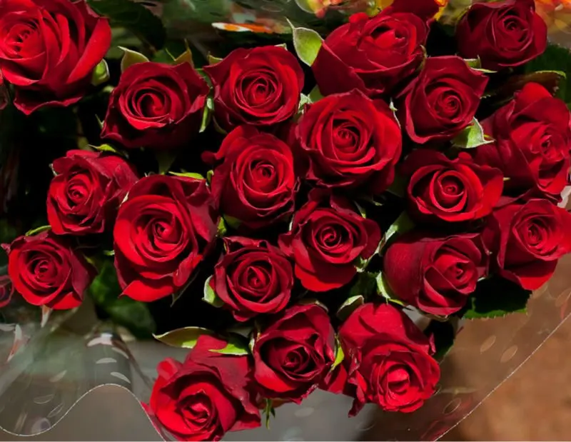 russian federation flower roses fresh