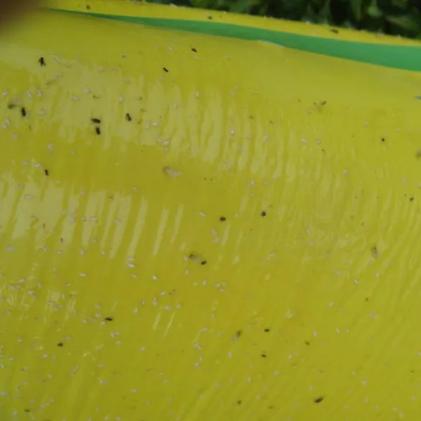whitefly trap.jpg