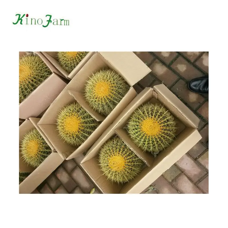 
nature plant wholesale golden barrel cactus 