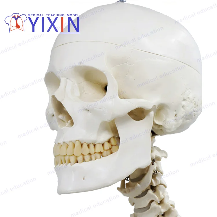 
Human Skeleton model, 170cm, full size, articulated, educational model, anatomical model 