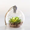 Cheap Wholesale Perfect Gift Glass Dome Green Plant Jar String Fairy Light for Home Office Decoration