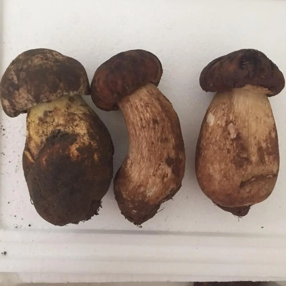 
Detan Forest Boletus 