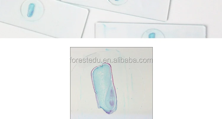 7 microscope slides 7101.jpg