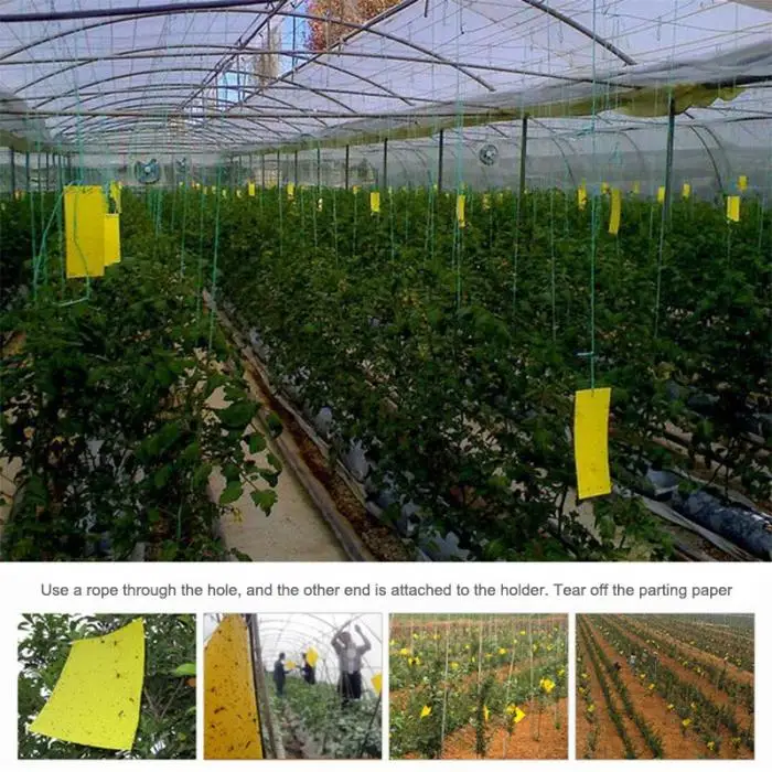  Mosquito Insect Glue Trap .jpg