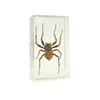 Real acrylic insect blocks / insects in resin factory