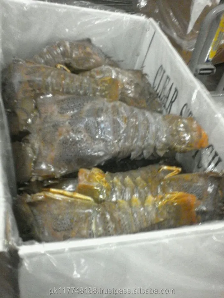 Frozen Iqf Slipper Lobster - Buy Price 