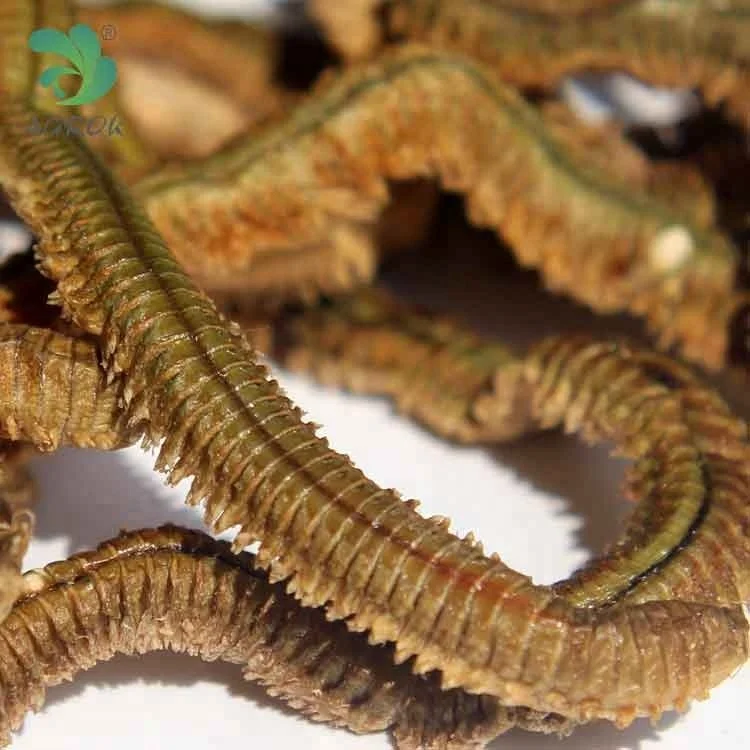 

2 year shelf life Sandworm Freeze Dried Clam Worm Bait for Fishing big fish