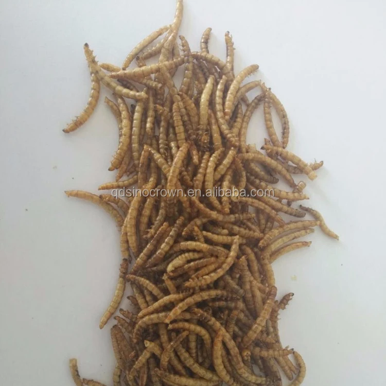 
Dried mealworms for poultry and livestock dried tenebrio molitor bird food pets food bird meal pets meal 