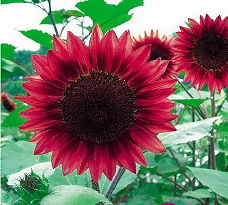 pink sunflower seeds