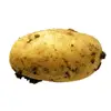 fresh potato in 10kg 20kg mesh bag in competition price