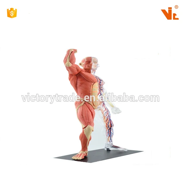 v-hm03 4d master human body tissue anatomy model - skeletal