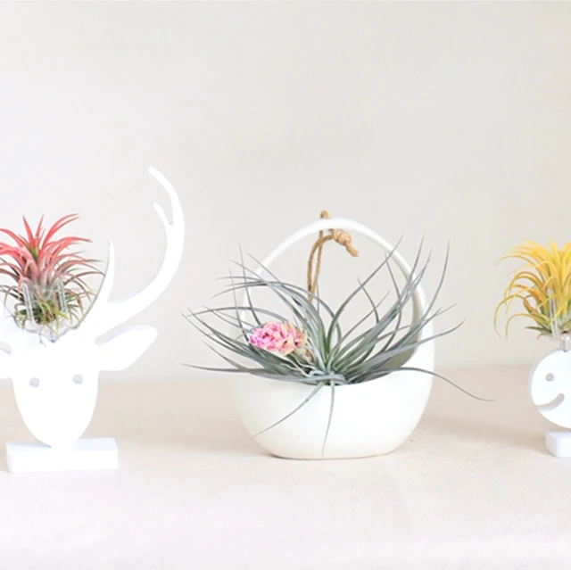 
Various high quality real Tillandsia Air Plants 
