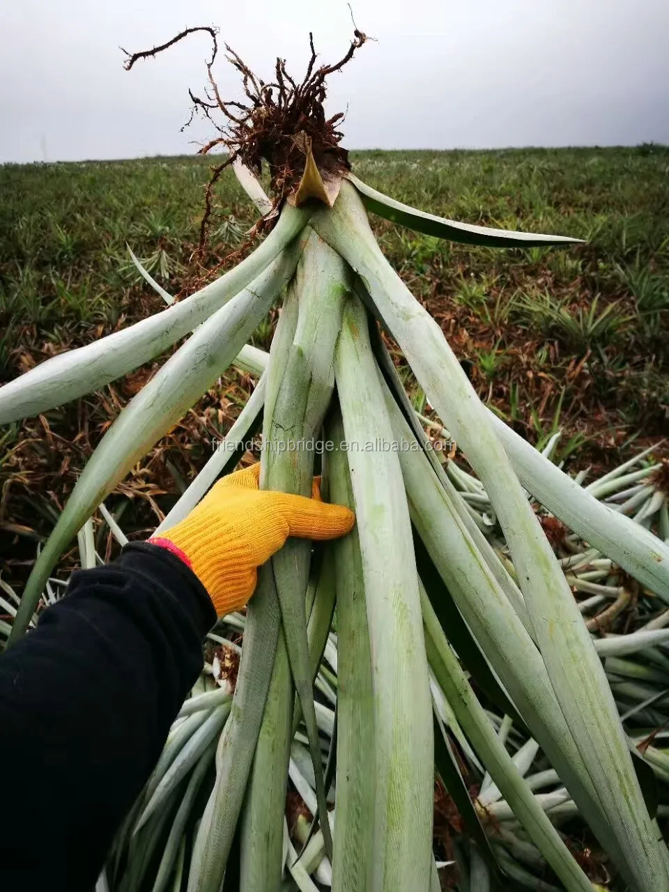Low Price Pineapple Seedlings Buy Ananas Comosus Seedlings For Sale Md2 Seedling,High Quality