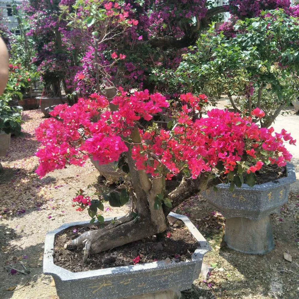 Fujian Zhangzhou Nursery Bougainvillea Tree Fujian Zhangzhou Nursery Bougainvillea Tree Product On Alibaba