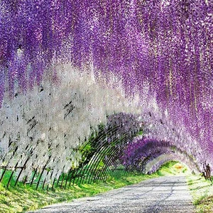 Image of white wisteria,artificial flowers vine wedding decorations artificial flowers hanging leaves wisteria artificial flowers