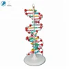 Science DNA Molecule Structure Model For Teaching