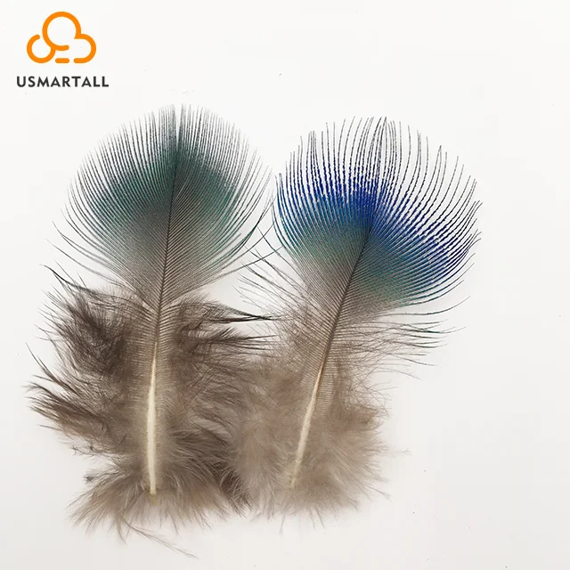 peacock feather pattern