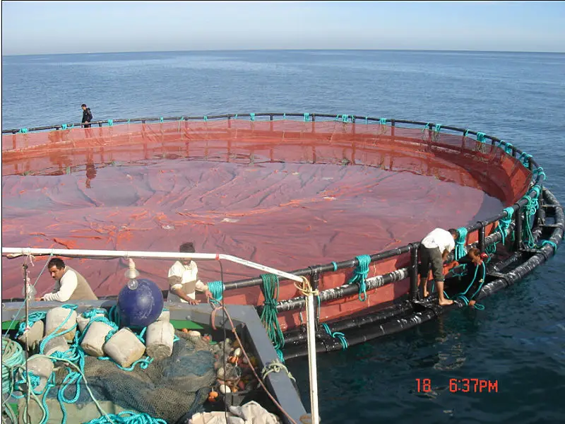 fish cages in Tunisia.jpg