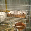 three layer and four layer commodity rabbit cage