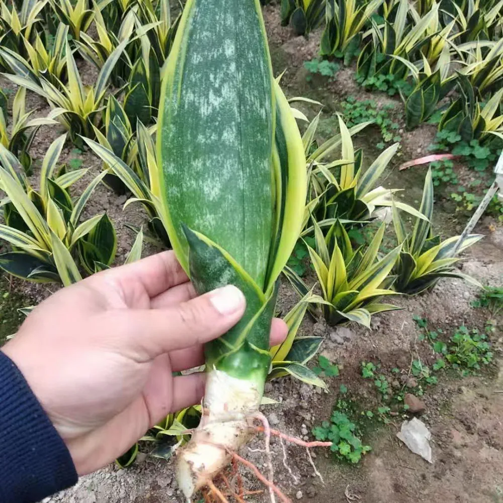 
Sansevieria golden flame 