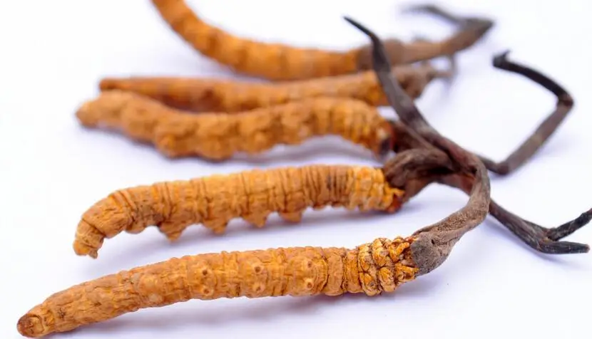 Hot Sale Cordyceps Sinensis Extract